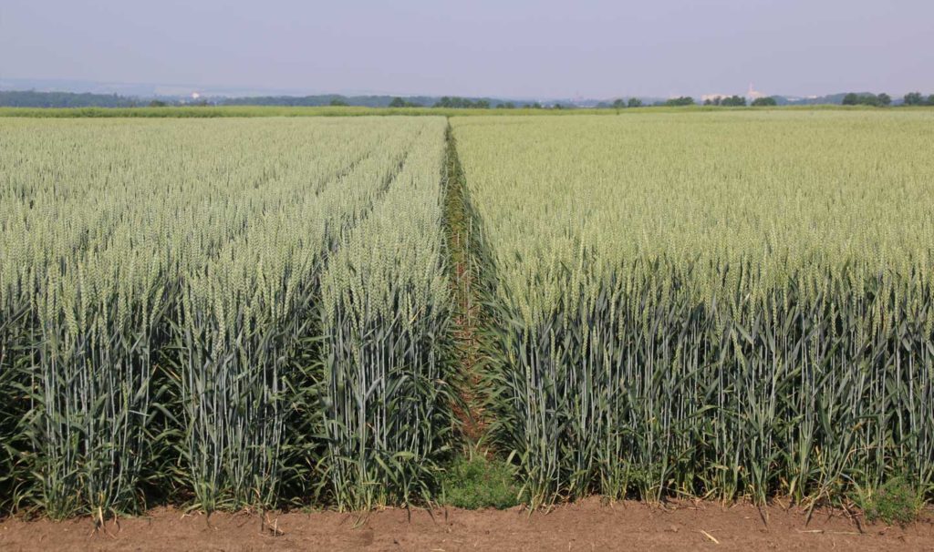 Double rows of wheat at 50 cm at the ICC, Bernburg (source: Siv Biada, DLG)