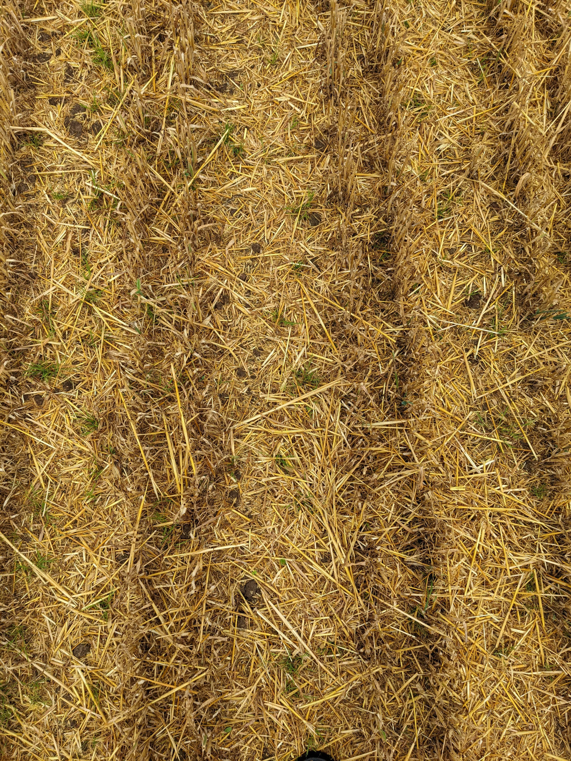 Oat stubble with 50 cm double row with full-width spraying (variant D) on 28th August 2022