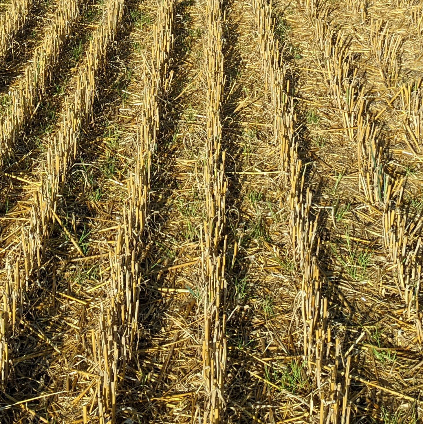 Oat stubble with 25 cm row width (B) on 28th August 2022
