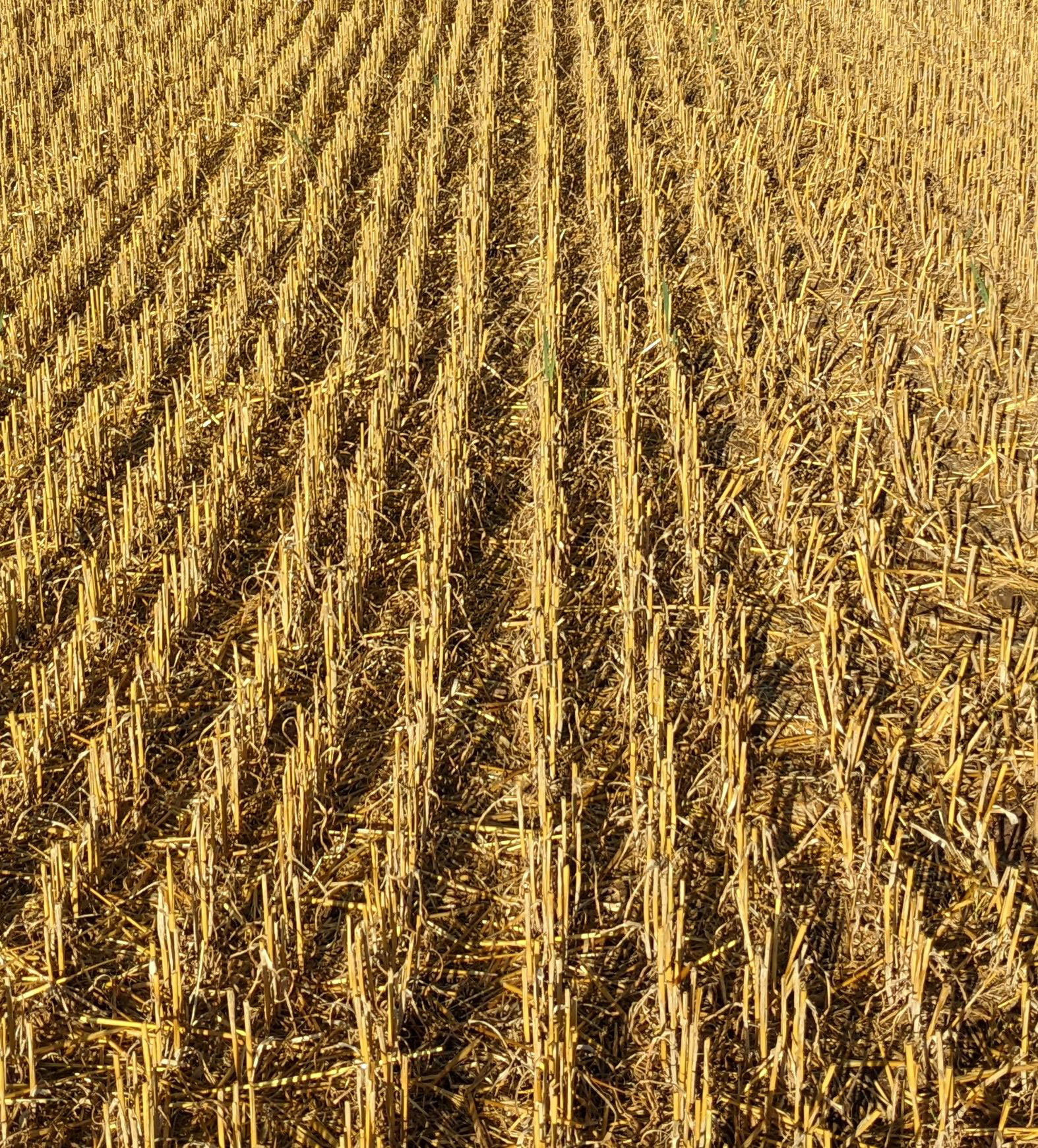 Oat stubble with 12.5 cm row width (A) on 28th August 2022