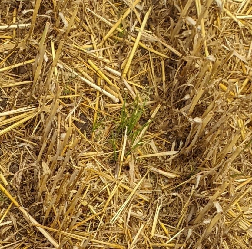 Annual meadow grass in the oat stubble